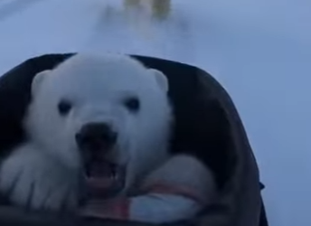 Q2212006 wolf pack dragged crying polar cub (Parte 2)