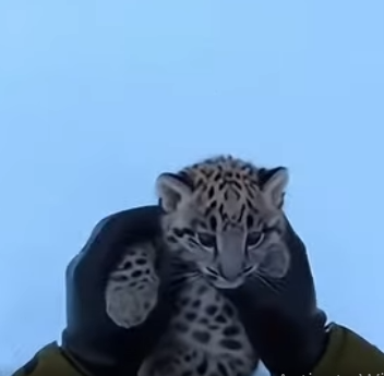 Q2212012 Encountered an orphaned snow leopard while skiing,and than (Parte 2)