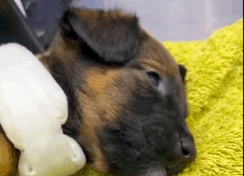 U0102003 pobre cãozinho encontramos ele na calçada (Parte 2)