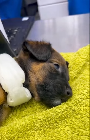 U0102003 pobre cãozinho encontramos ele na calçada (Parte 2)