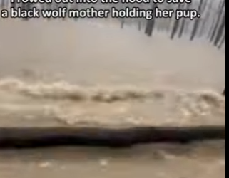Q2212005 rowed out into flood to save wolf mother (Parte 2)