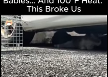 D2212003 Stray Mom Her Babies Heat (Part 2)