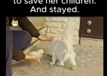 D2212002 She chose stranger to save her children (Part 2)