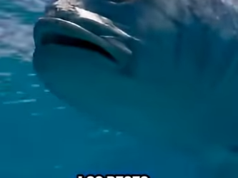 G2312014 Datos de Animales que No Te Enseñan en la (Parte 2)