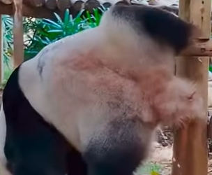 G2312012 Nadie Sabe que le Pasa Estos (Parte 2)