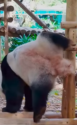 G2312012 Nadie Sabe que le Pasa Estos (Parte 2)