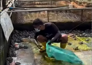 G2312010 Las Granjas de Animales Más Extrañas (Parte 2)