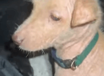 U0102001 cãozinho abandonado na chuva foi resgatado por um homem bondoso (Parte 2)