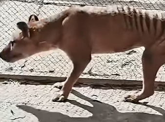 G2312011 La Última Imagen de Animales (Parte 2)