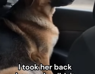 Q2412006 Good thing he was there to take dog (Part 2)