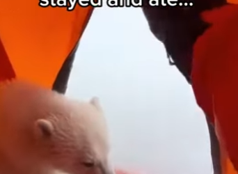 Q2412001 He saved polar bear, an orca!! (Part 2)