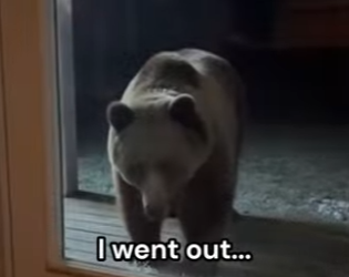 Q2412002 Bear gave me treat helping (Part 2)