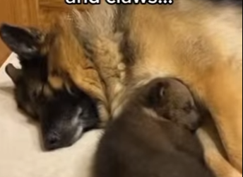 Q2412003 Dog brings cub home! (Part 2)