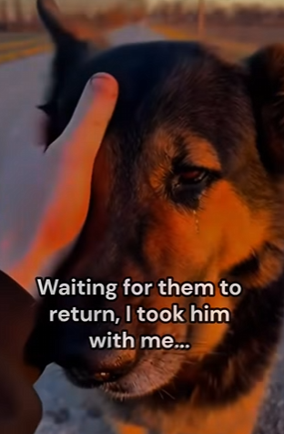 Q2412005 Some people don deserve dogs! (Part 2)