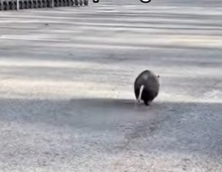 Q2412007 Possum was hanging on thread (Part 2)