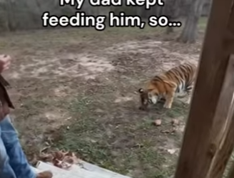 Q2412004 How did tiger get in there (Part 2)