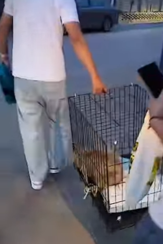 U0102009 Pobre cãozinho deficiente estava assustado mais conseguimos resgatalo (Parte 2)