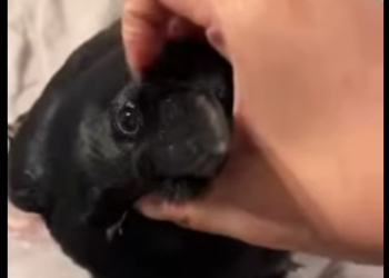 A2412002 Rescatar los cuervos (Parte 2)