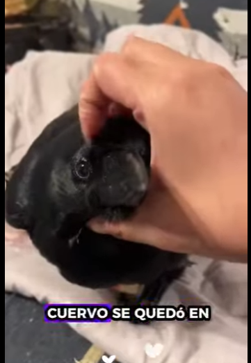 A2412002 Rescatar los cuervos (Parte 2)