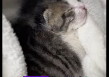 A2412001 Gatito rescatado (Parte 2)