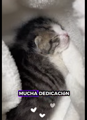 A2412001 Gatito rescatado (Parte 2)