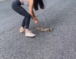 A2412003 Ardillas rescatadas (Parte 2)