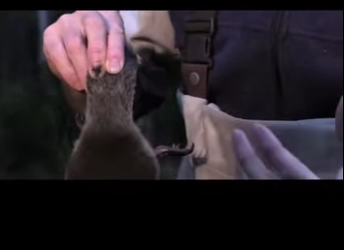 G2412003 El misterioso ornitorrinco un mamífero único en su especie Habla (Parte 2)