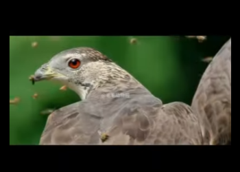 G2412004 La invulnerabilidad del águila abejera la feroz naturaleza de los (Parte 2)