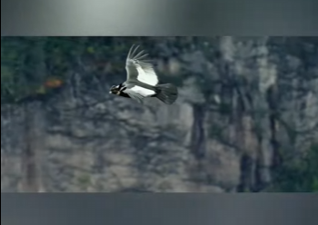 G2412008 Esta es el ave râpz más grande del mundo: el cóndor andino (Parte 2)