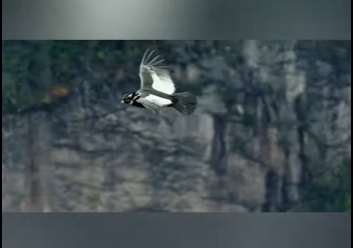 G2412008 Esta es el ave râpz más grande del mundo: el cóndor andino (Parte 2)