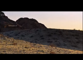 G2412007 La lucha por la supervivencia de una madre mangosta en el desierto de (Parte 2)