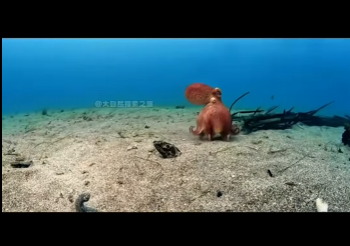 G2412005 Para los que se preguntan, como hacen para grabar El Pulpo Espía (Parte 2)