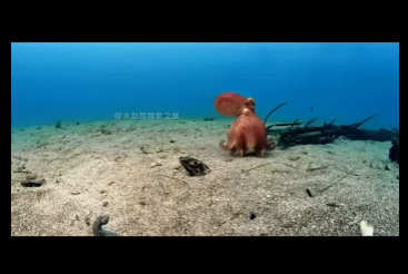 G2412005 Para los que se preguntan, como hacen para grabar El Pulpo Espía (Parte 2)