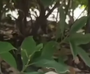 F2012001 Me tiraron al pantano solo por ser fea (Parte 2)