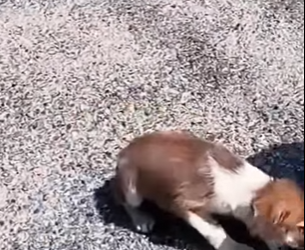 F2012003 Me cansé de correr de las piedras del dolor (Parte 2)