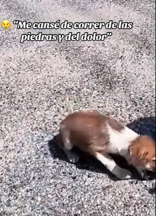 F2012003 Me cansé de correr de las piedras del dolor (Parte 2)