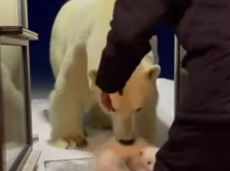 polar bear mother cried on shore as her tiny cub drifted away (Part 2)