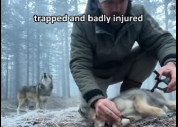 Rescue gray wolf pup (Part 2)