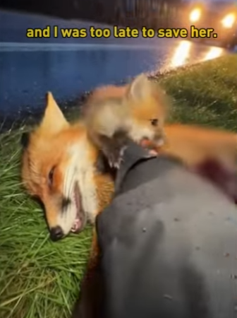 tiny fox kit wrapped his paws around my leg (Part 2)