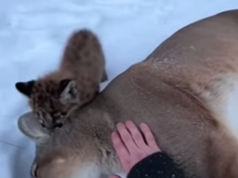 tiny mountain lion cub grabbed my leg, begging help (Part 2)