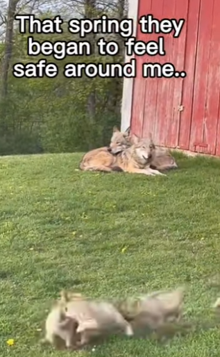 Z2212005 Wolf babies! (Part 2)