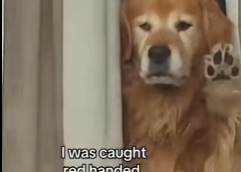 Z2212006 Buddy knew all along (Part 2)