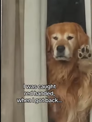 Z2212006 Buddy knew all along (Part 2)