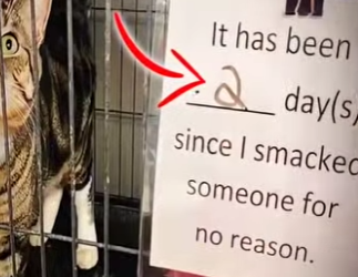 V2412004 si te abofetea max tendrás mil años de suerte (Parte 2)