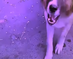 V2412001 está perrita fue abandonada junto sus cachorros (Parte 2)