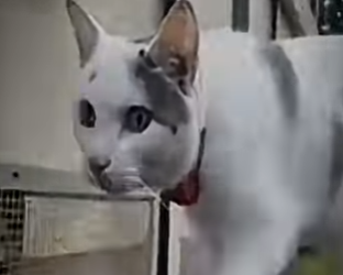 V2412005 Está gatita ganó un premio por cuidar su dueño (Parte 2)