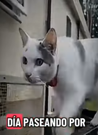 V2412005 Está gatita ganó un premio por cuidar su dueño (Parte 2)