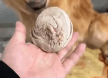 U0102002 cachorro apareceu na praça sem uma das patas (Parte 2)