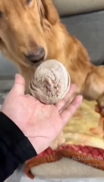 U0102002 cachorro apareceu na praça sem uma das patas (Parte 2)