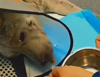 V2412003 lo encontró en la calle lo llevó casa (Parte 2)